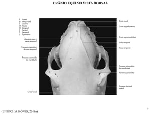 (LIEBICH & KÖNIG, 2016a)
CRÂNIO EQUINO VISTA DORSAL
9
 