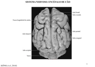 SISTEMA NERVOSO: ENCÉFALO DE CÃO
(KÖNIG et al., 2016f)
90
 