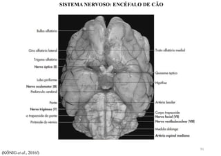 SISTEMA NERVOSO: ENCÉFALO DE CÃO
(KÖNIG et al., 2016f)
91
 