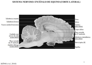 SISTEMA NERVOSO: ENCÉFALO DE EQUINO (CORTE LATERAL)
(KÖNIG et al., 2016f)
92
 