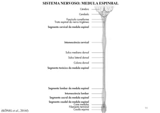 SISTEMA NERVOSO: MEDULA ESPINHAL
(KÖNIG et al., 2016f)
93
 