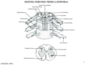 (MARIEB, 2008)
SISTEMA NERVOSO: MEDULA ESPINHAL
94
 