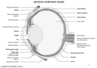 (LIEBICH & KÖNIG, 2016c)
SISTEMA NERVOSO: OLHO
95
 
