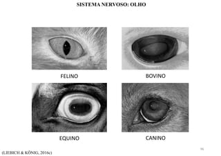 FELINO
EQUINO
BOVINO
CANINO
(LIEBICH & KÖNIG, 2016c)
SISTEMA NERVOSO: OLHO
96
 