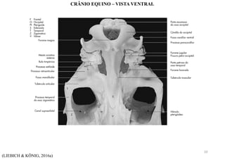 (LIEBICH & KÖNIG, 2016a)
CRÂNIO EQUINO – VISTA VENTRAL
10
 