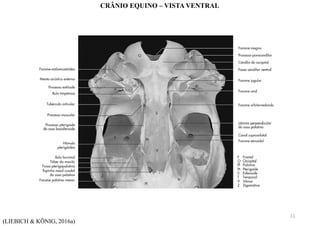(LIEBICH & KÖNIG, 2016a)
CRÂNIO EQUINO – VISTA VENTRAL
11
 