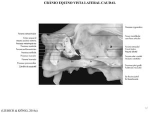 (LIEBICH & KÖNIG, 2016a)
CRÂNIO EQUINO VISTA LATERAL CAUDAL
12
 