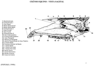 (POPESKO, 1990b)
CRÂNIO EQUINO – VISTA SAGITAL
13
 