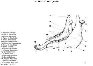 (BARONE, 1976a)
MANDIBULA DE EQUINO
14
 