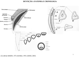 (CLAIR & SISSON, 1973; BANKS, 1993; GIOSO, 2003)
DENTIÇÃO: ANATOMIA E CRONOLOGIA
15
 
