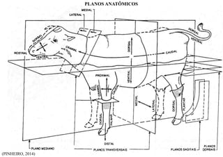(PINHEIRO, 2014)
PLANOS ANATÔMICOS
16
 