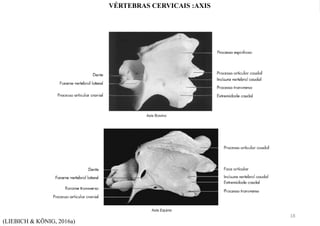 (LIEBICH & KÖNIG, 2016a)
VÉRTEBRAS CERVICAIS :AXIS
18
 
