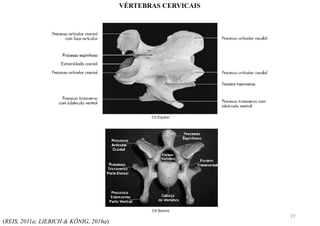 (REIS, 2011a; LIEBICH & KÖNIG, 2016a)
VÉRTEBRAS CERVICAIS
19
 