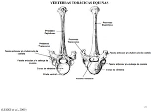 (LEGGI et al., 2000)
VÉRTEBRAS TORÁCICAS EQUINAS
20
 