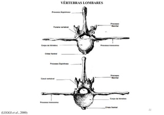 (LEGGI et al., 2000)
VÉRTEBRAS LOMBARES
22
 