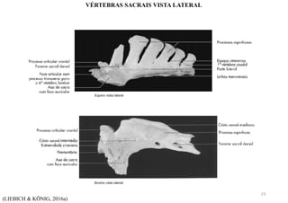 (LIEBICH & KÖNIG, 2016a)
VÉRTEBRAS SACRAIS VISTA LATERAL
23
 