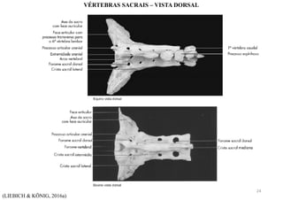 (LIEBICH & KÖNIG, 2016a)
VÉRTEBRAS SACRAIS – VISTA DORSAL
24
 
