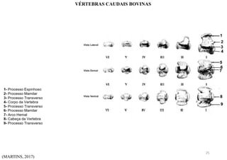 (MARTINS, 2017)
VÉRTEBRAS CAUDAIS BOVINAS
25
 