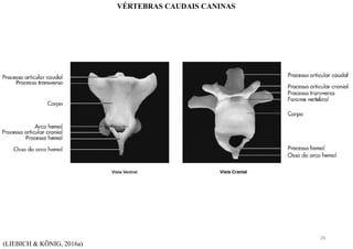 (LIEBICH & KÖNIG, 2016a)
VÉRTEBRAS CAUDAIS CANINAS
26
 