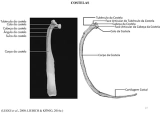 (LEGGI et al., 2000; LIEBICH & KÖNIG, 2016a )
COSTELAS
27
 