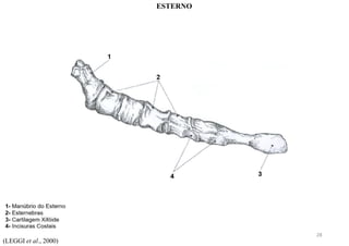 (LEGGI et al., 2000)
ESTERNO
28
 