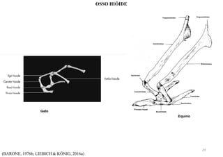 (BARONE, 1976b; LIEBICH & KÖNIG, 2016a)
OSSO HIÓIDE
29
 