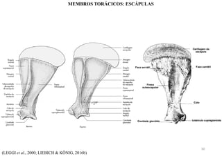 (LEGGI et al., 2000; LIEBICH & KÖNIG, 2016b)
MEMBROS TORÁCICOS: ESCÁPULAS
30
 
