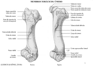 (LIEBICH & KÖNIG, 2016b)
MEMBROS TORÁCICOS: ÚMERO
31
 