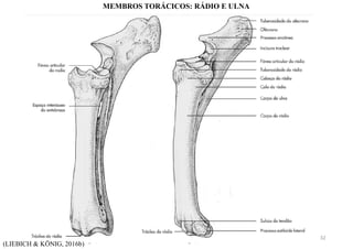 (LIEBICH & KÖNIG, 2016b)
MEMBROS TORÁCICOS: RÁDIO E ULNA
32
 