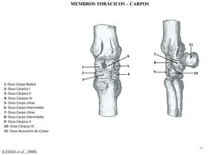 (LEGGI et al., 2000)
MEMBROS TORÁCICOS – CARPOS
33
 