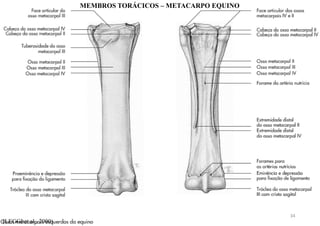 (LEGGI et al., 2000)
MEMBROS TORÁCICOS – METACARPO EQUINO
34
 