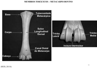 MEMBROS TORÁCICOS – METACARPO BOVINO
(REIS, 2011b)
35
 
