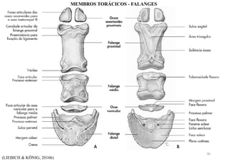 (LIEBICH & KÖNIG, 2016b)
MEMBROS TORÁCICOS - FALANGES
36
 
