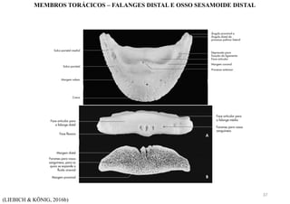 (LIEBICH & KÖNIG, 2016b)
MEMBROS TORÁCICOS – FALANGES DISTAL E OSSO SESAMOIDE DISTAL
37
 