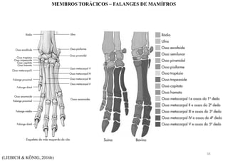 (LIEBICH & KÖNIG, 2016b)
MEMBROS TORÁCICOS – FALANGES DE MAMÍFROS
38
 