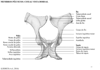 (LIEBICH et al., 2016)
MEMBROS PÉLVICOS: COXAL VISTA DORSAL
39
 