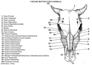 (POPESKO, 1990a)
CRÂNIO BOVINO VISTA DORSAL
4
 