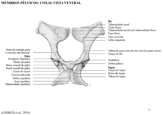 (LIEBICH et al., 2016)
MEMBROS PÉLVICOS: COXAL VISTA VENTRAL
40
 