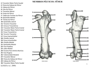 (LEGGI et al., 2000)
MEMBROS PÉLVICOS: FÊMUR
41
 