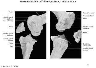 (LIEBICH et al., 2016)
MEMBROS PÉLVICOS: FÊMUR, PATELA, TÍBIA E FÍBULA
42
 