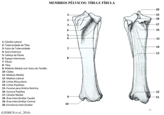 (LIEBICH et al., 2016)
MEMBROS PÉLVICOS: TÍBIA E FÍBULA
43
 