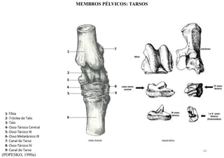 (POPESKO, 1990a)
MEMBROS PÉLVICOS: TARSOS
44
 