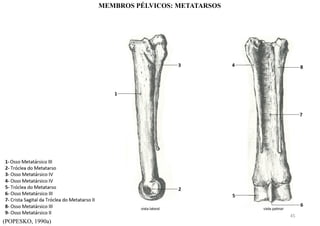 (POPESKO, 1990a)
MEMBROS PÉLVICOS: METATARSOS
45
 