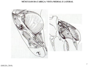 (SOUZA, 2018)
MÚSCULOS DA CABEÇA: VISTA MEDIAL E LATERAL
47
 