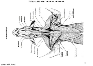 Vista
Ventral
(PINHEIRO, 2014b)
MÚSCULOS: VISTA GERAL VENTRAL
48
 