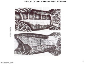 (CRISTINA, 2006)
MÚSCULOS DO ABDÓMEM: VISTA VENTRAL
49
 