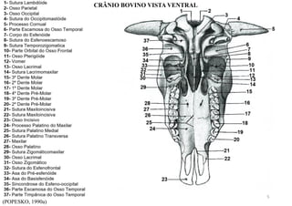 (POPESKO, 1990a)
CRÂNIO BOVINO VISTA VENTRAL
5
 