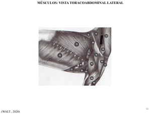 (WALT , 2020)
MÚSCULOS: VISTA TORACOABDOMINAL LATERAL
50
 