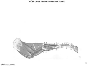 (POPESKO, 1990d)
MÚSCULOS DO MEMBRO TORÁCICO
51
 