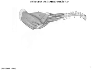 (POPESKO, 1990d)
MÚSCULOS DO MEMBRO TORÁCICO
52
 